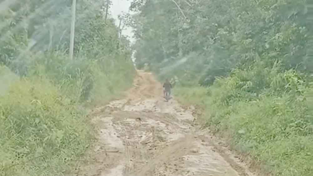 Viral! Jalan Cengal Berlumpur Seperti Kubangan Kerbau, Warga: Kapan Diperbaiki?