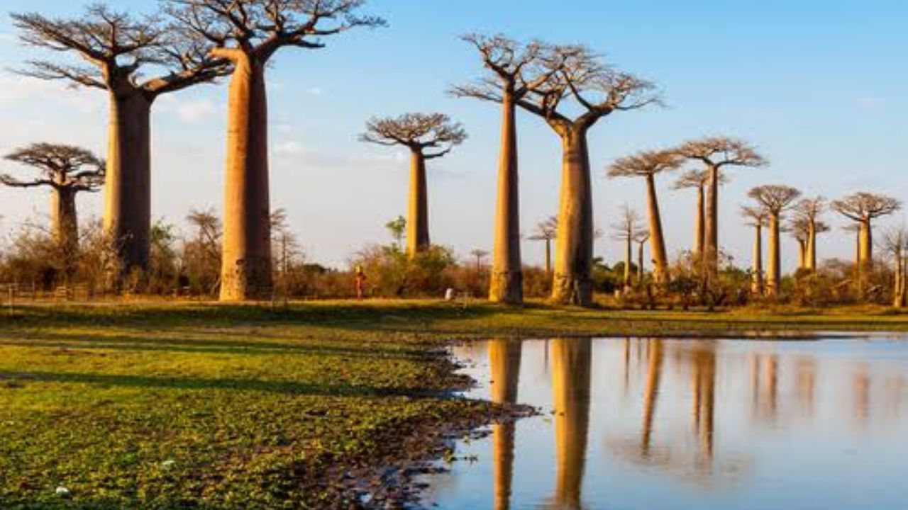 Pohon Baobab: Raksasa Purba yang Menjulang di Avenue of Baobabs
