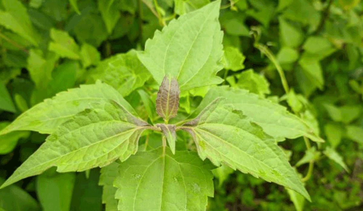 Rumput Liar 10 Manfaat Daun Balakacida untuk Kesehatan Salahsatunya Mengurangi Sters 