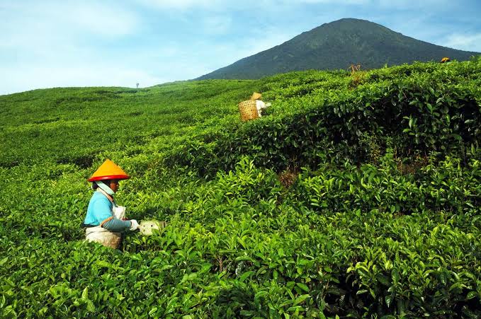 Keindahan dan Sejuknya Udara di Perkebunan Teh Kota Pagar Alam, Mayoritas Pekerja Pemetik Teh Berbahasa Jawa