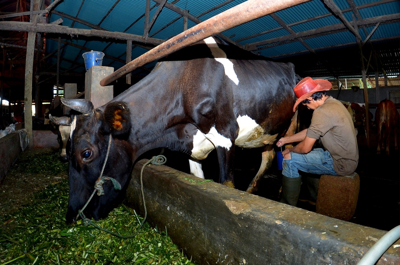 Klaster Susu di Ponorogo Meningkatkan Produksi Berkat Fasilitas Pembiayaan dan Pendampingan BRI