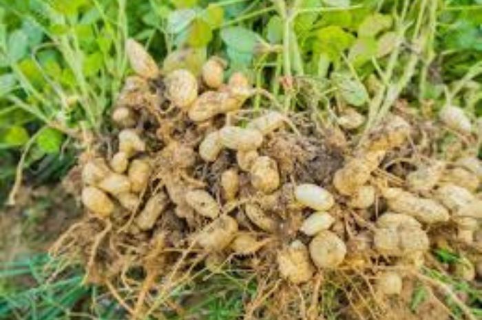 Manfaat Kacang Tanah Bagi Tubuh