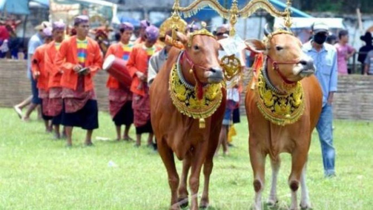 10 Tradisi Unik Idul Adha, Manten Sapi Sampai Jemur Kasur