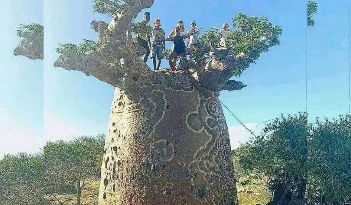 BAOBAB: Pohon Tertebal di Dunia dengan Manfaat Luar Biasa