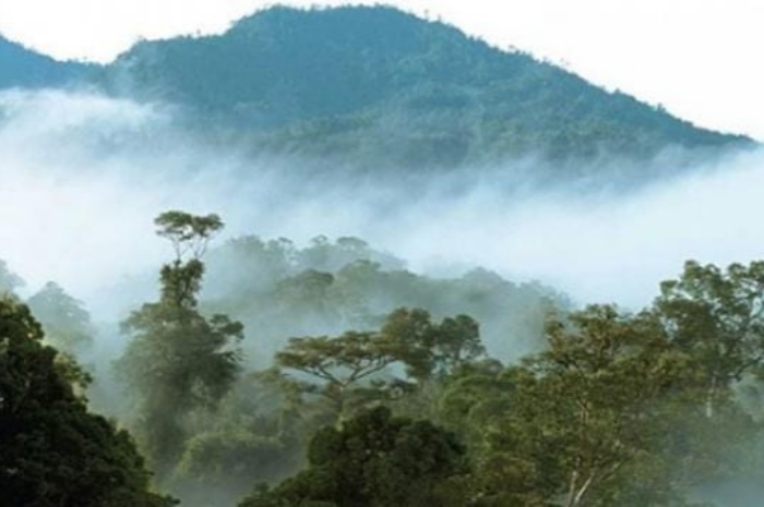 Eksplorasi Hutan Angker, Keajaiban dan Keanehan di Balik Daun-daun Rimbun