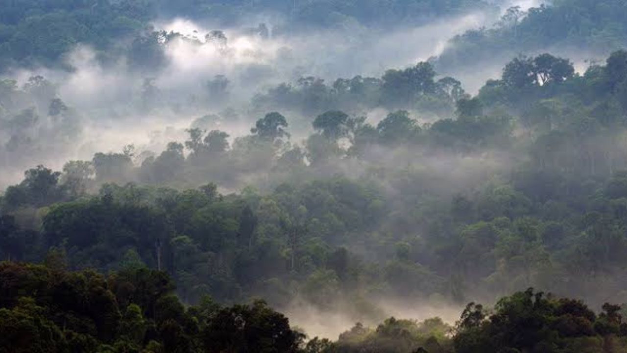 Misteri Hutan Halimun Salak: Legenda dan Mitos di Balik Kehangatan Alam