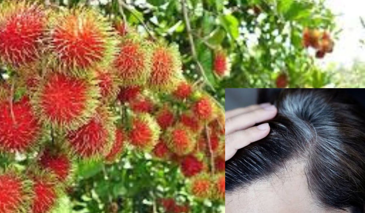 Manfaat Ramuan Daun Rambutan untuk Kesehatan Kulit Kepala Bisa Cegah Kerontokan Dan Uban