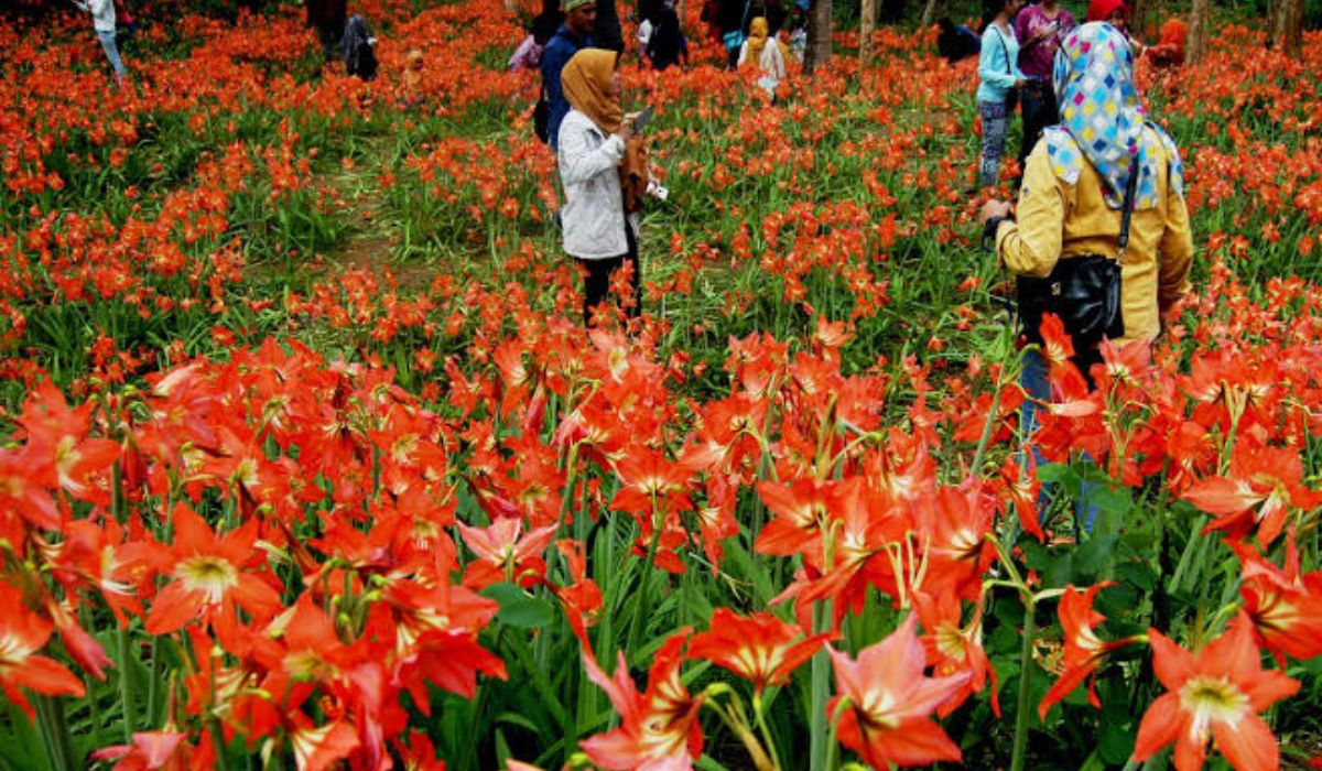 Taman Bunga Amarilis, Surga Bagi Pecinta Bunga dan Fotografi Yuk Kunjungi