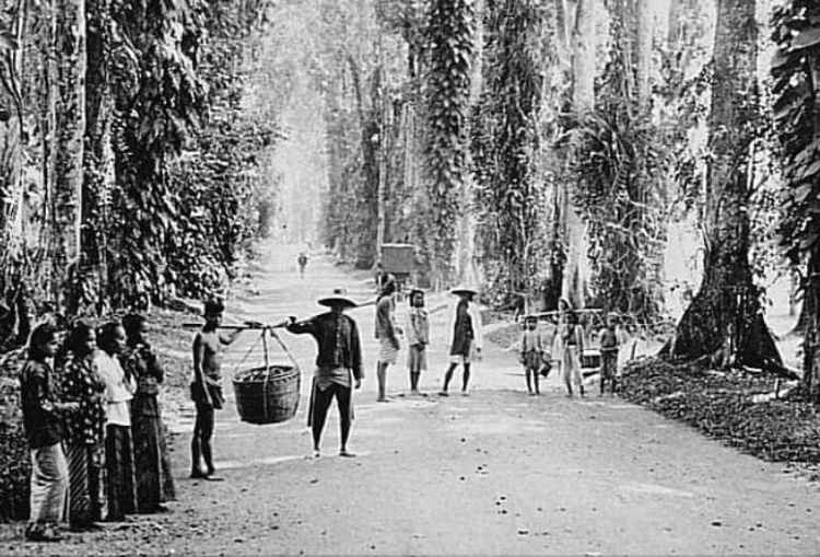 Sejarah Kebun Raya Bogor, Dari Fokus Herbal hingga Pusat Penelitian Ilmiah