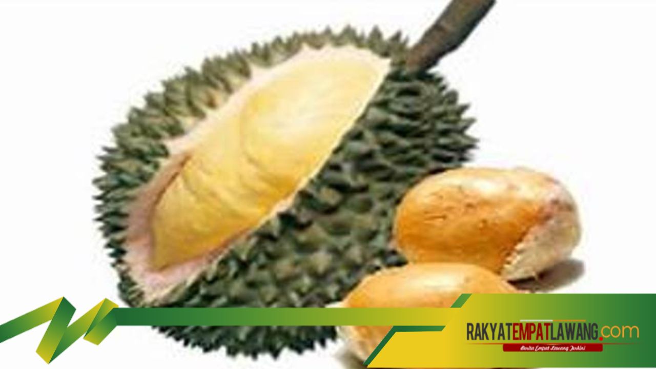 Mencegah Radikal Bebas: Manfaat Kesehatan Biji Durian, Bisa Menunda Penuaan Dini Lho