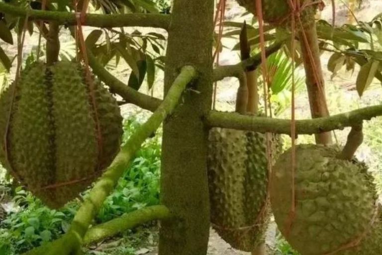 China Mulai Menanam dan Panen Durian di Hainan, Berpotensi Kurangi Impor!