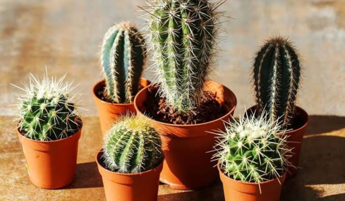 Ingin Merawat Kaktus Berikut Tips dan Trik Agar Tumbuh dengan Baik