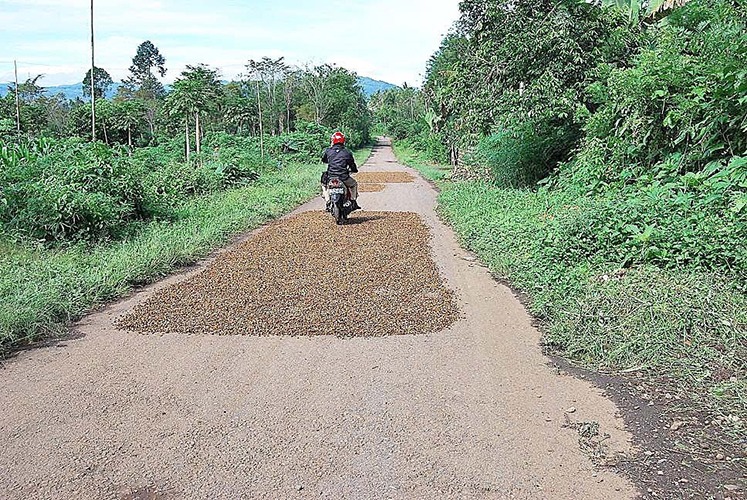 Larang Petani Jemur Kopi di Badan Jalan