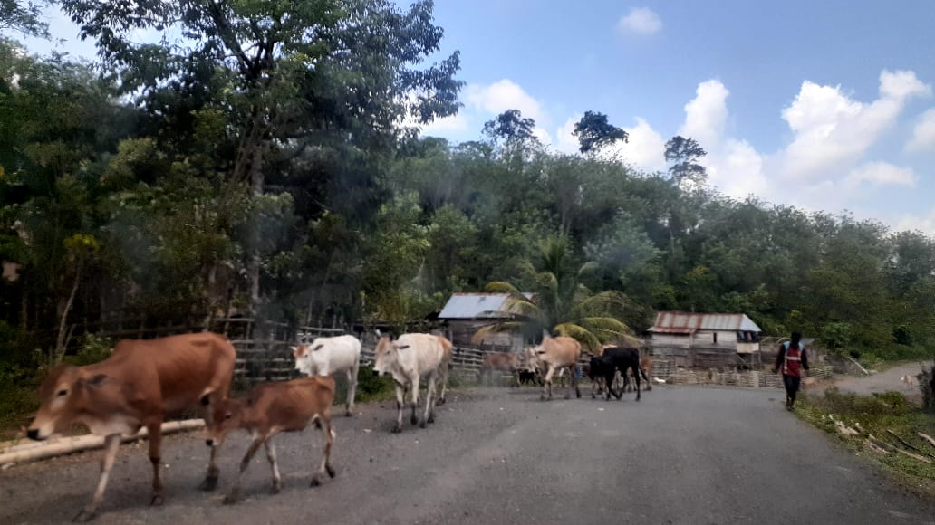 Sudah ada Perda, Hewan Kaki Empat Masih Berkeliaran