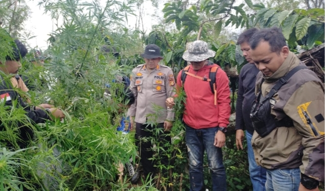 Ladang Ganja tak Bertuan Ditemukan di Tanjung Sakti