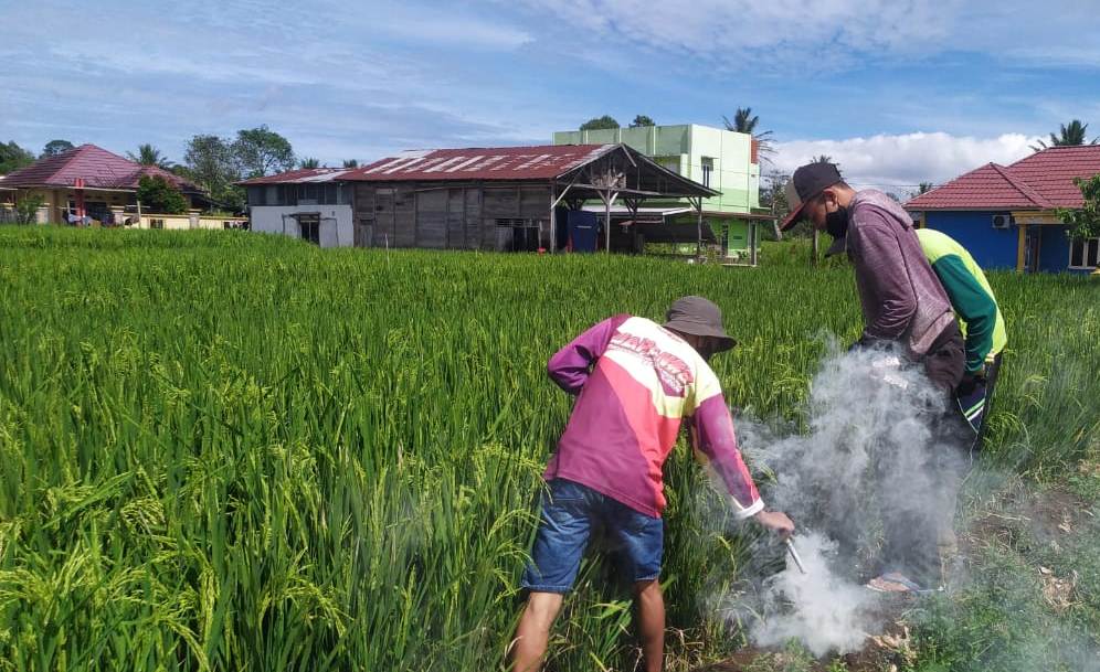 Diserang Hama Tikus, Puluhan Hektar Padi Gagal Panen