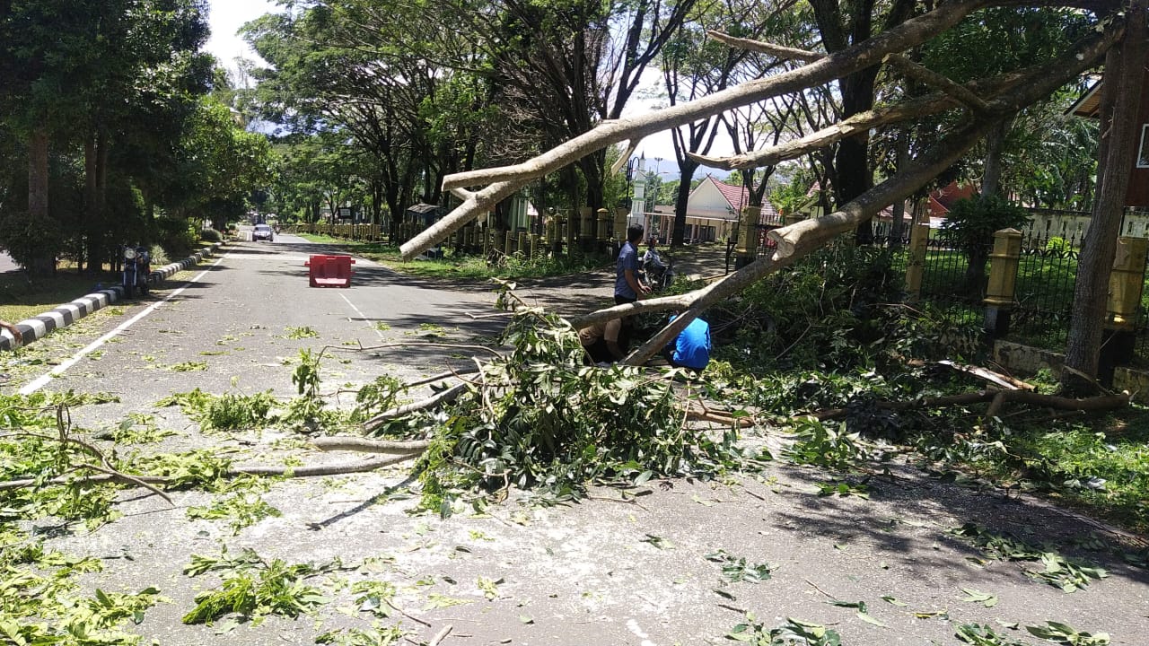 Cuaca Ekstrem, Waspadai Pohon Tumbang