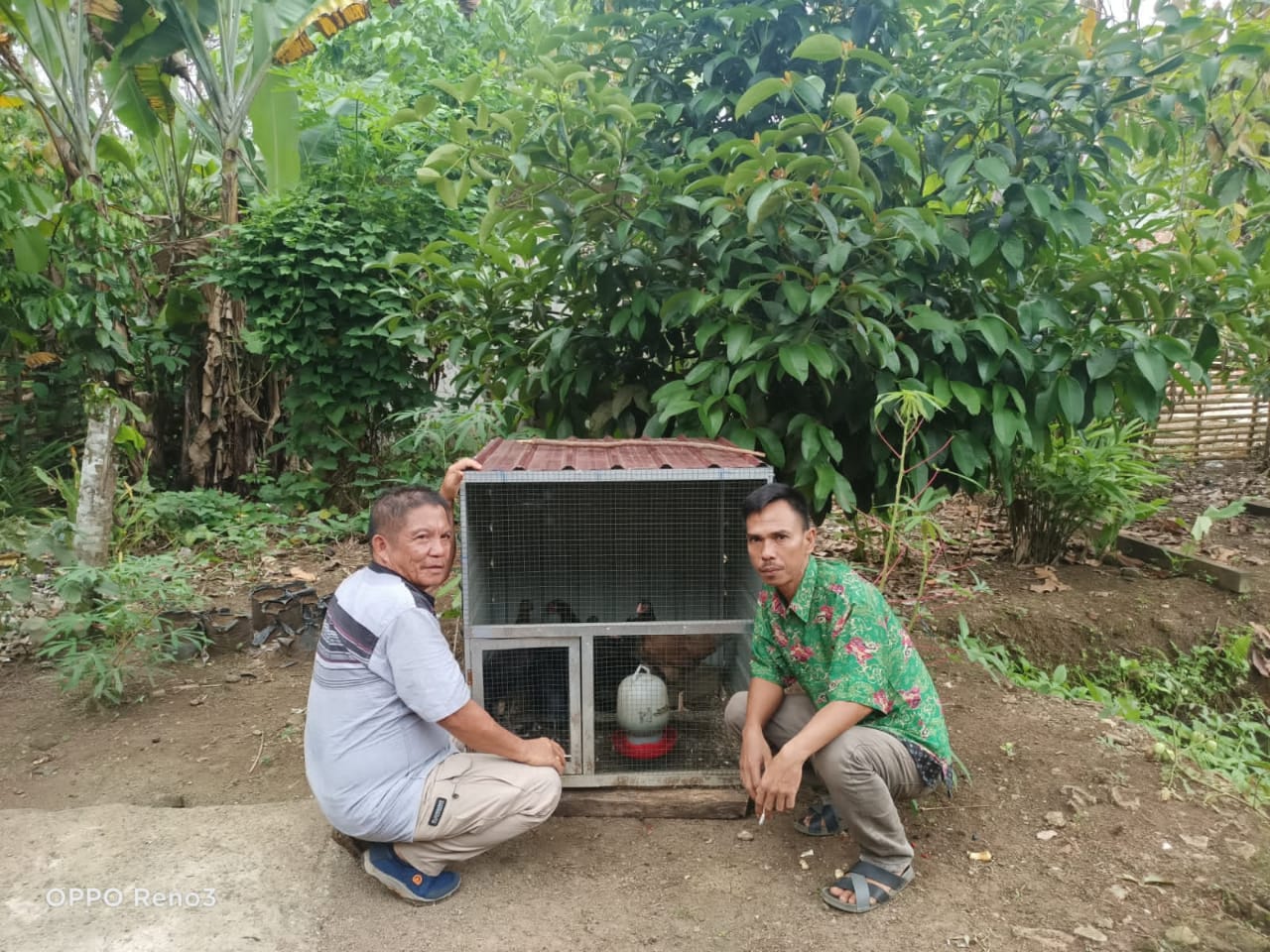 Program Gubernur, Desa Tanjung Ning Dapat Bantuan Ayam