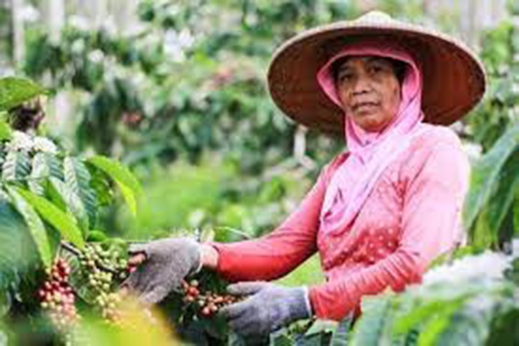 MAI Pagaralam Bantu Tingkatkan Ekonomi Petani