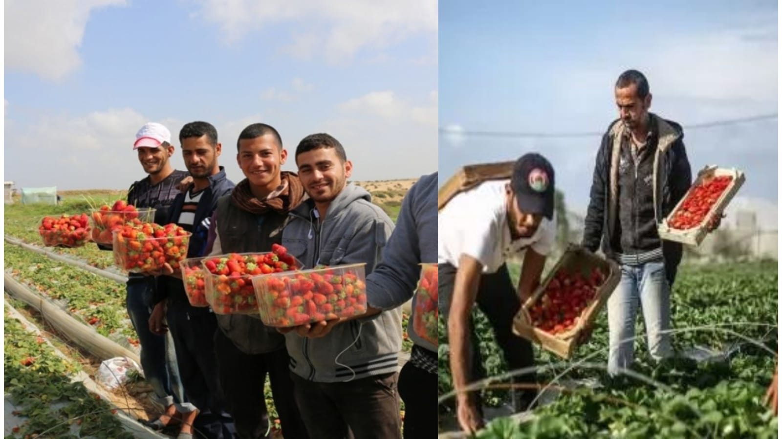 Luar Biasa, Budaya Palestina:  Ditengah Kondisi Negara Tidak Ramah, Masyarakatnya Tetap Merawat Tamu dengan Ha