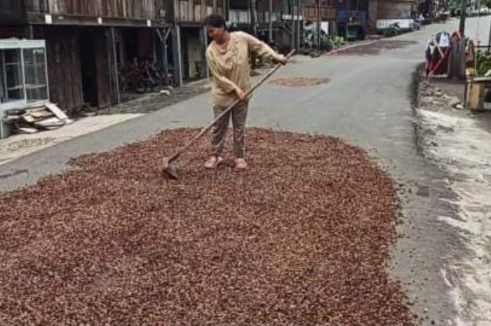 Melejit! Harga Jual Kopi Melonjak Naik