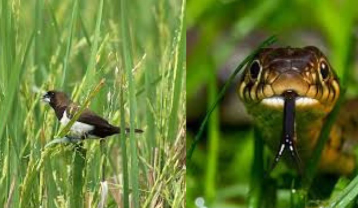 Legenda Persahabatan Tak Terduga Antara Burung Pipit dan Ular Pelajaran Tentang Kesetiaan dan Tolong-Menolong