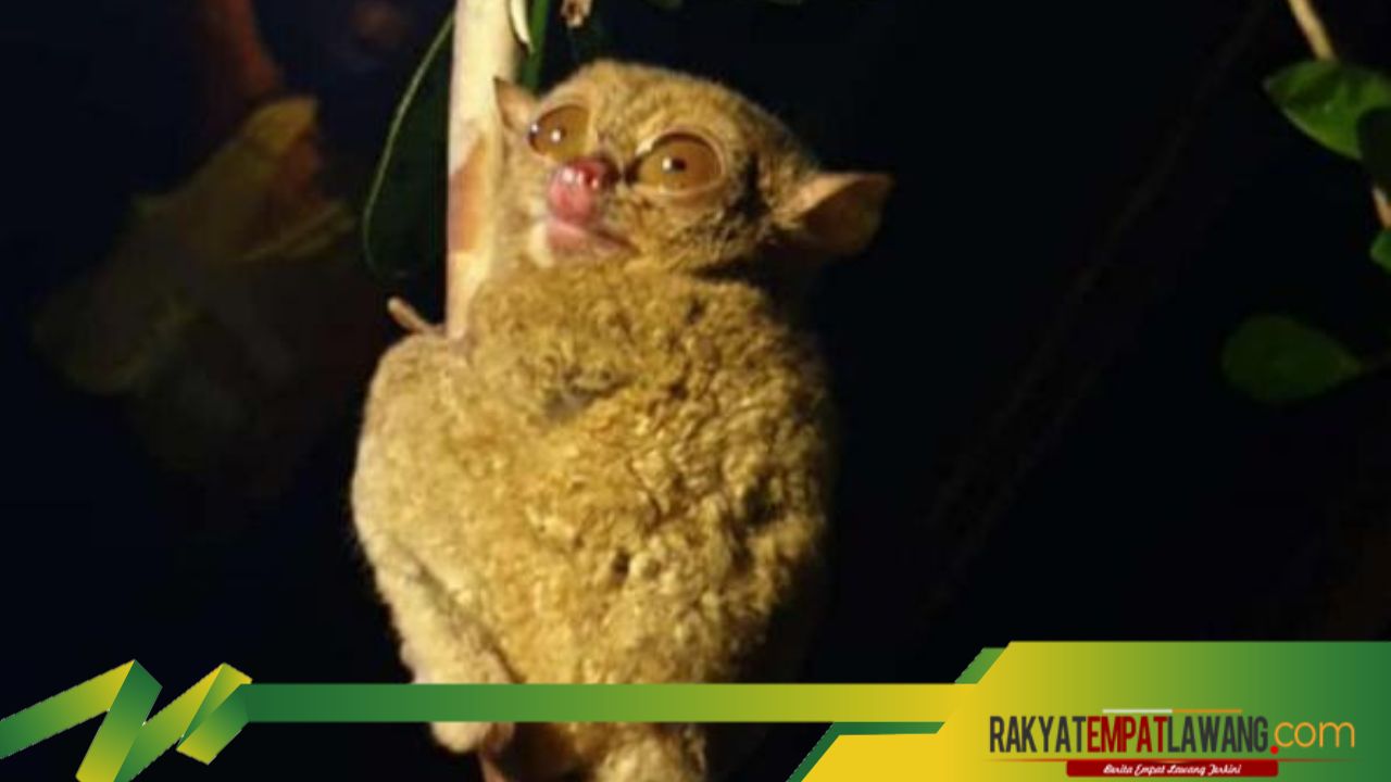 Apa Itu Tarsius? Hewan Ajaib yang Berhubungan dengan Nasib Manusia di Bangka Belitung