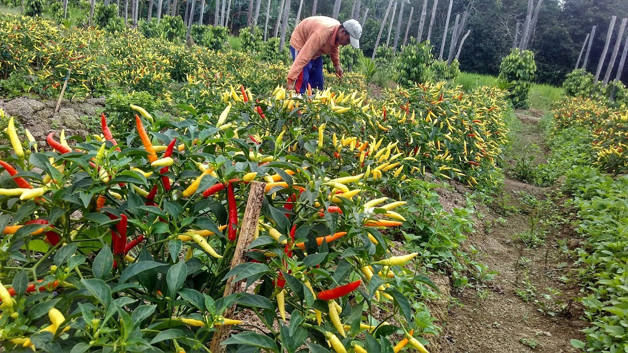 Hargai Cabai Tidak Pasti, Petani Cabai: Untung dan Rugi Biasa