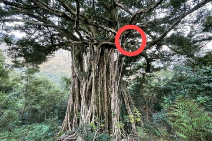 Misteri Pohon Beringin di Tempat yang Dipercaya Sebagai Tempat Makhluk Astral