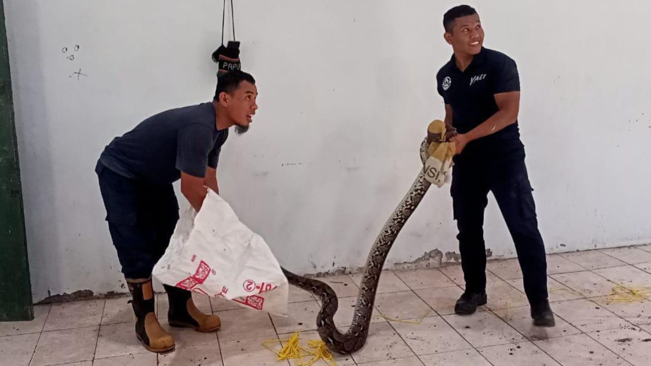 Ular Sepanjang 3 Meter Masuk Sekolah