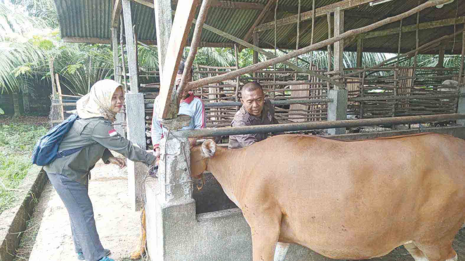 DTPHP Musi Rawas Terima 2.150 Dosis Vaksin PMK, Siap Disebar ke 5 Puskeswan
