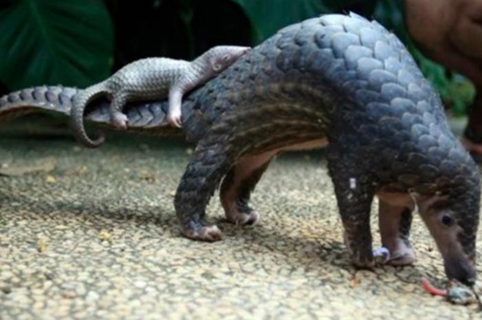 Hewan Trenggiling Terbesar di Dunia, Megalibgga's Giant Pangolin