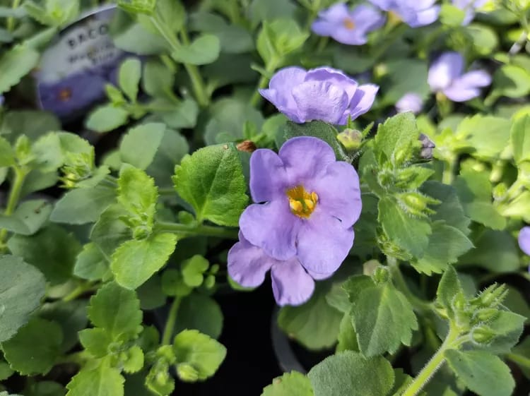 Manfaat Bacopa, Tanaman Herbal Ajaib untuk Kesehatan Otak dan Tubuh Anda