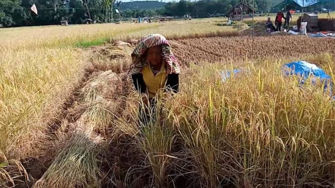 Kisah Padi Sebesar Kelapa dan Tradisi Unik di Teluk Pandak