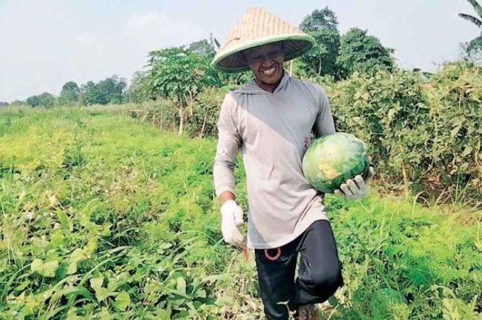 Ponpes Abu Bakar Ash-Shiddiq Empat Lawang Hasilkan Semangka yang Lezat dan Segar