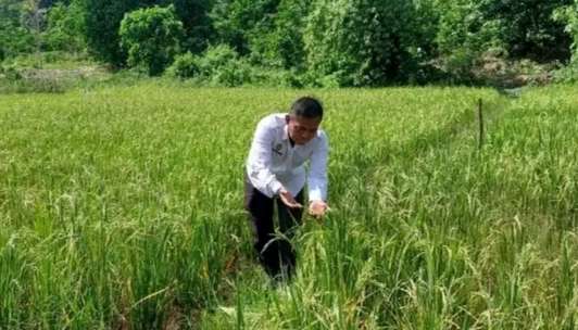 Lapas Empat Lawang Dukung Ketahanan Pangan Lewat Program SAE