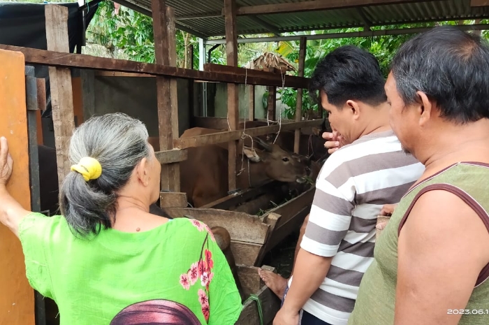 Berkah Idul Adha, Peternak Sapi di Empat Lawang Kebanjiran Orderan