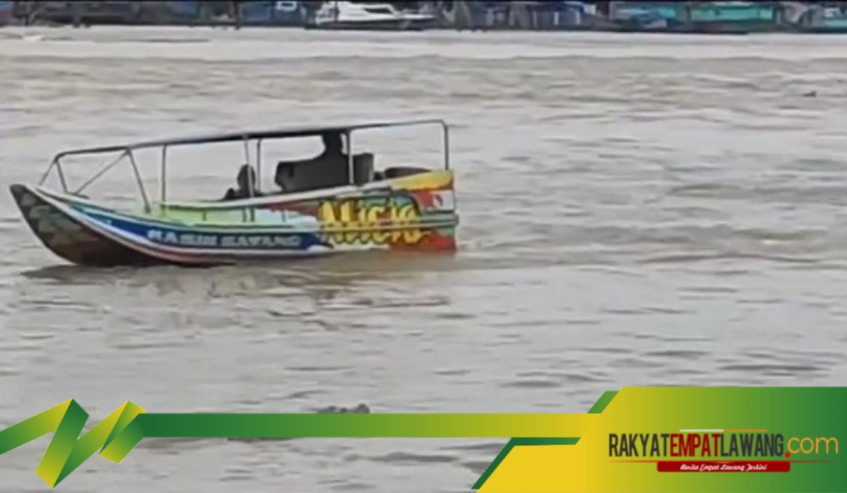 Buaya Muncul di Sungai Musi, BKSDA: Jangan Panik!