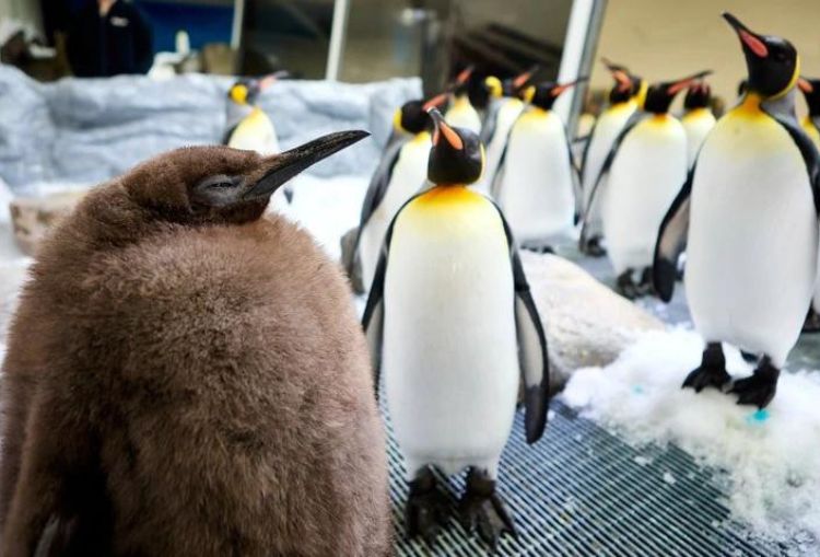 Pesto, Bayi Penguin Terbesar di Melbourne Aquarium Viral! Tarik Perhatian Global