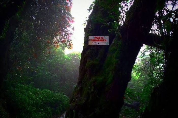 Pos Semarantu: Gerbang Spiritual di Gunung Slamet Pulau Jawa