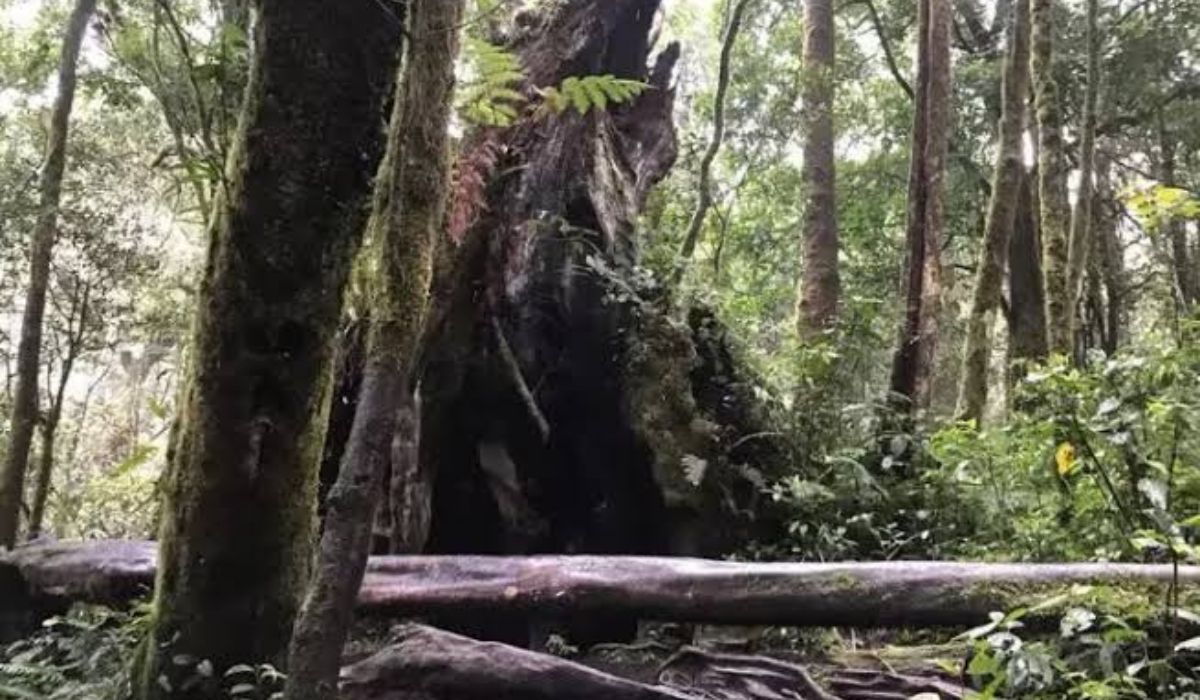 Mengulik Kisah Gunung Kerinci: Pohon Bolong dan Kisah Menyeramkan Dibaliknya