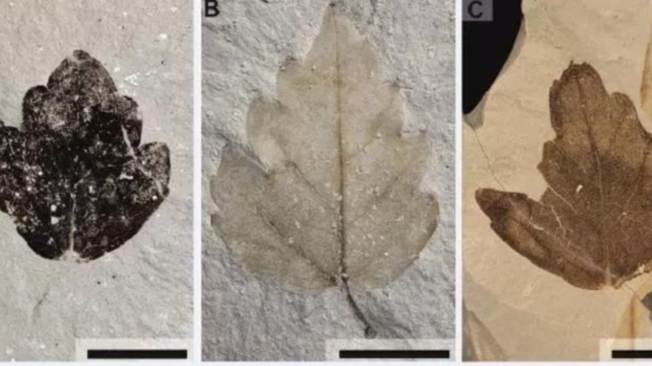 Penemuan Fosil Anggur Nekemias Mucronata Ubah Sejarah Evolusi Vitaceae