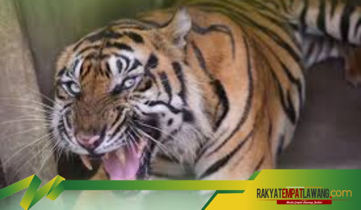 Misteri Cindaku, Perantara Mistis Antara Manusia dan Harimau di Minang Kabau