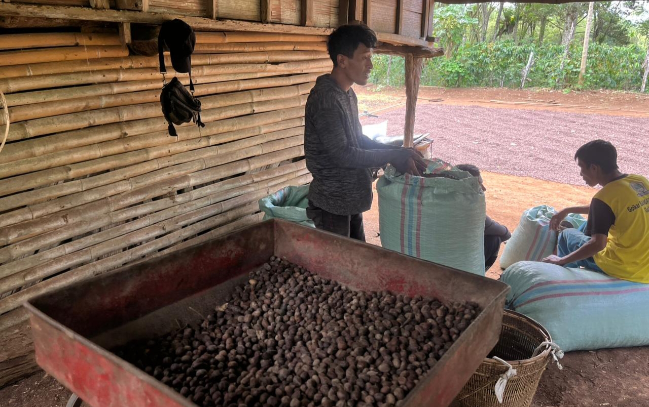 Harga Kopi Robusta di Empat Lawang Turun Drastis, Petani Merasa Lesu
