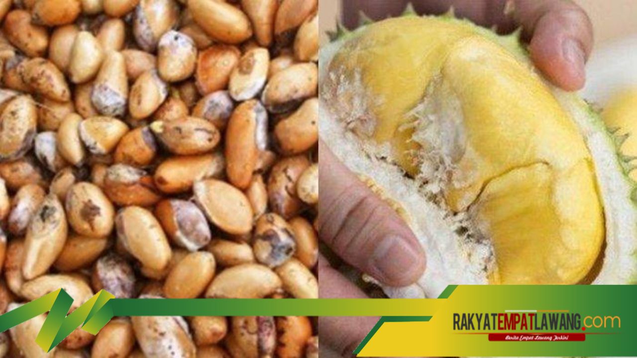 Manfaat Biji Durian bagi Kesehatan yang Jarang Diketahui Orang