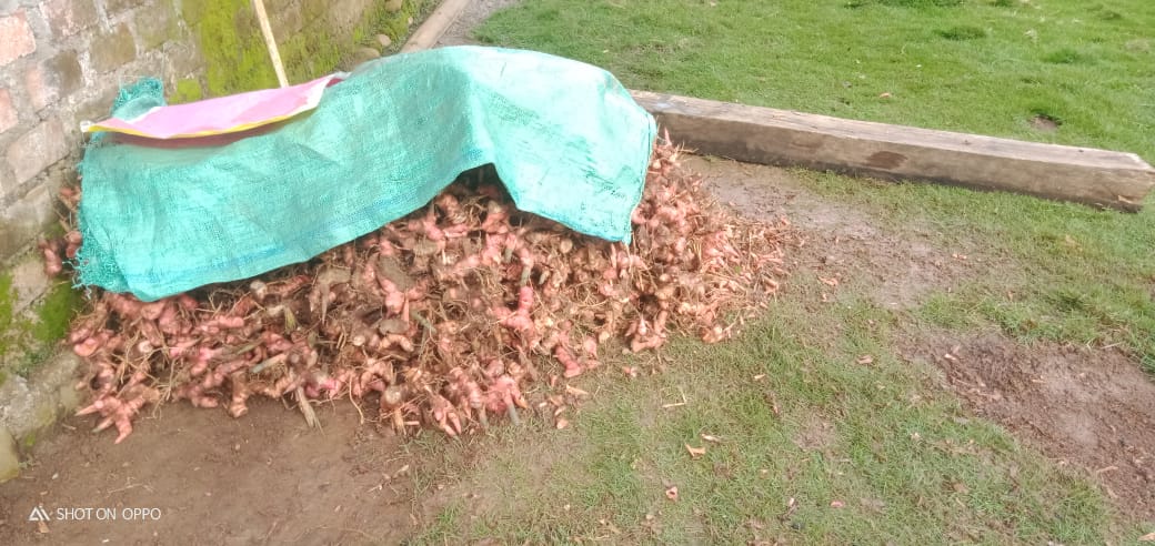 Tingginya Permintaan Pasar, Petani Kewalahan Panen Bumbu Dapur