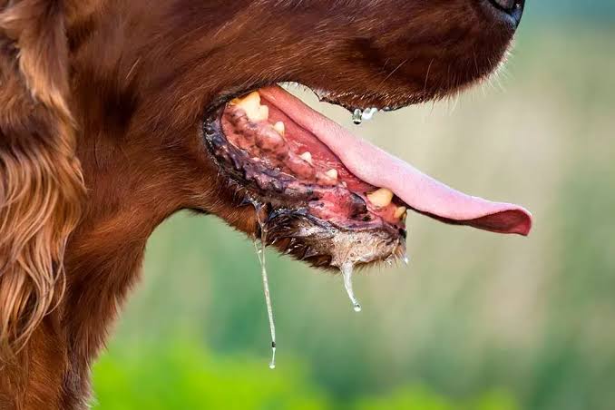 Tragis! Dua Warga Empat Lawang Meninggal Akibat Rabies di 2024