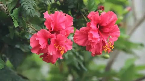 Rahasia Bunga Hibiscus Bisa Turunkan Tekanan Darah Secara Alami, Simak Caranya!