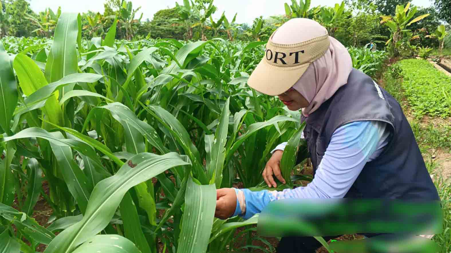 Ajak Petani Musi Rawas Kendalikan Hama Ulat Grayak dengan Cara Tepat