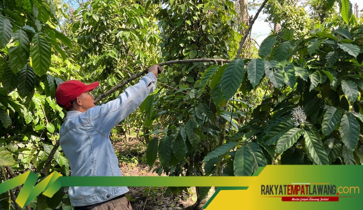 Harga Biji Kopi Melejit, Petani Masih Menjerit